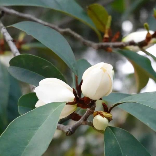 Magnolia x foggii allspice (5)