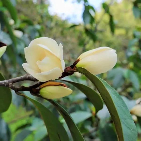 Magnolia x foggii allspice (3)