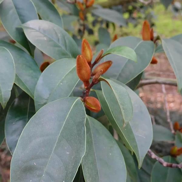 Magnolia x foggii allspice (4)