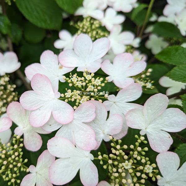 Viburnum plicatum Pinkawai (3)