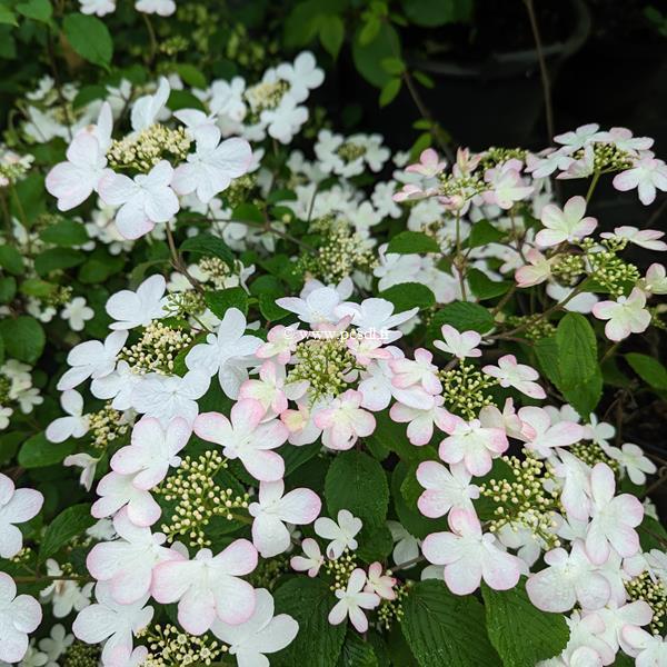 Viburnum plicatum Pinkawai (2)