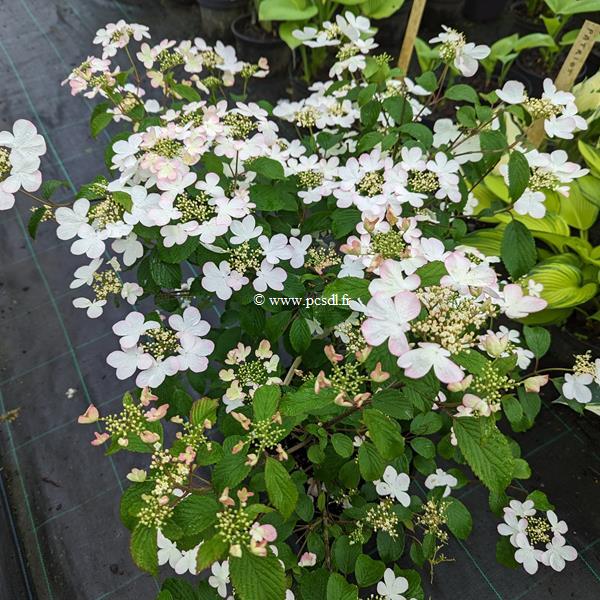 Viburnum plicatum Pinkawai (1)
