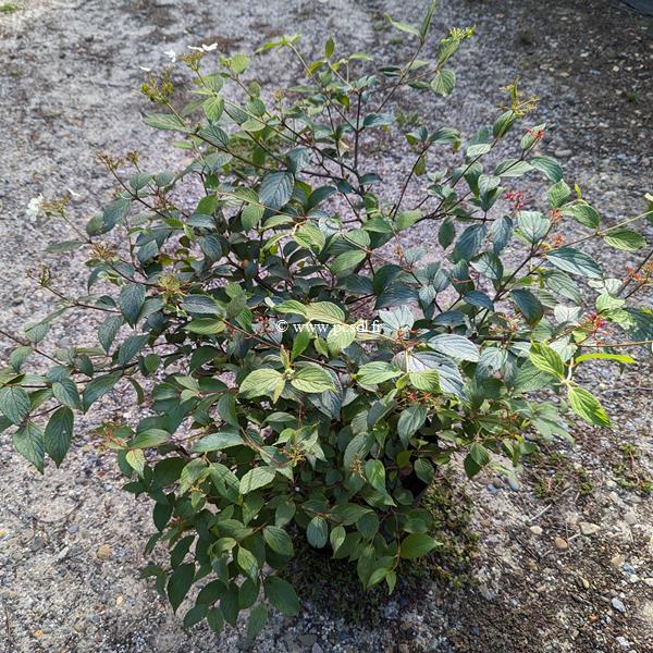 Viburnum plicatum Pinkawai