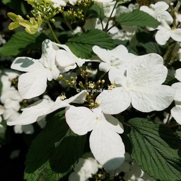 Viburnum plicatum Pinkimono (3)