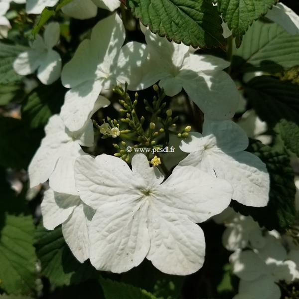 Viburnum plicatum Pinkimono (1)