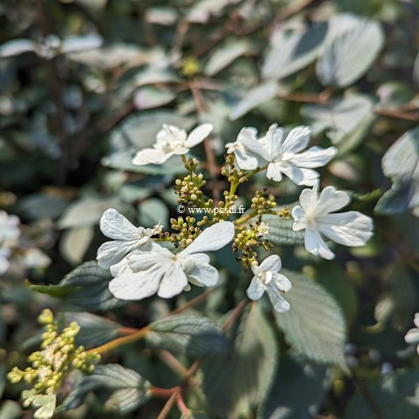 Viburnum plicatum Shirogami (3)