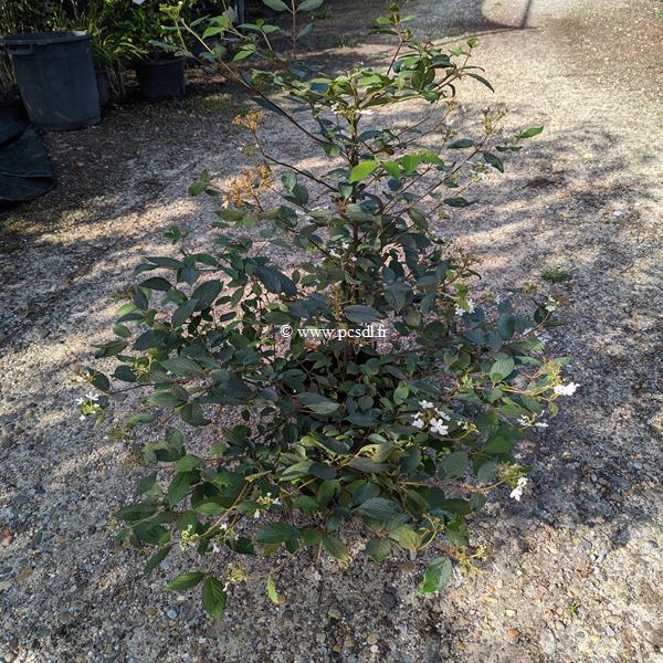 Viburnum plicatum Shirogami (4)