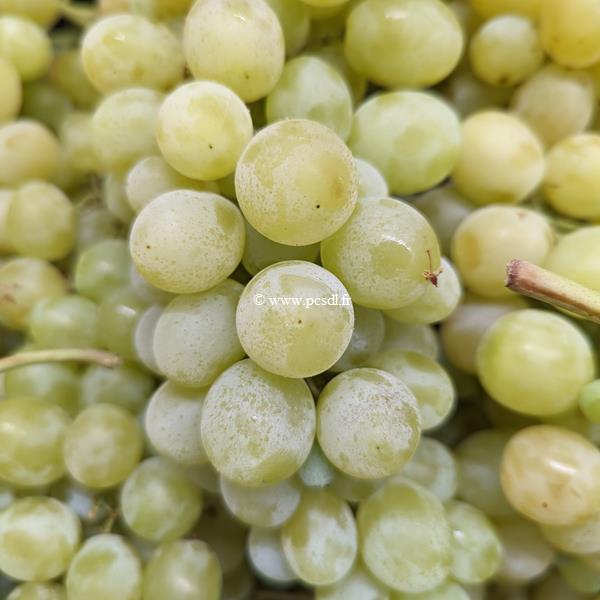 Vitis vinifera Italia
