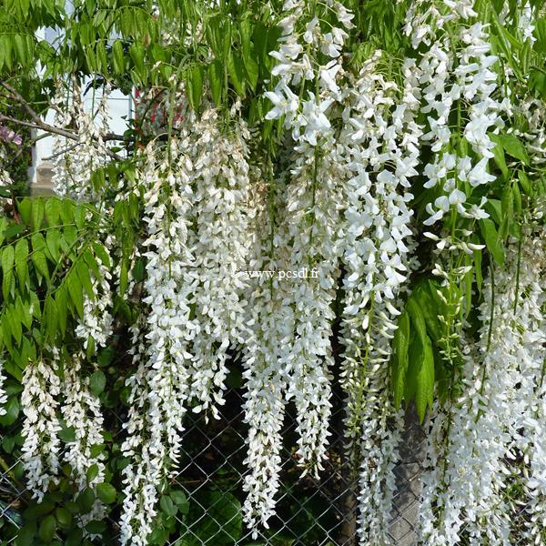 Wisteria floribunda Alba (3)