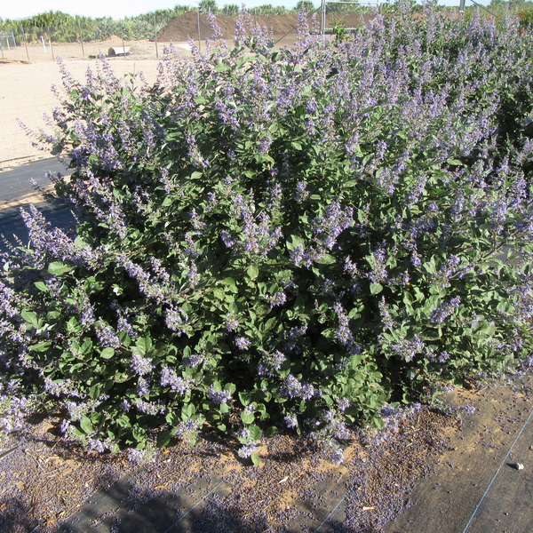 Vitex x Chicagoland Blues Daniel Searle