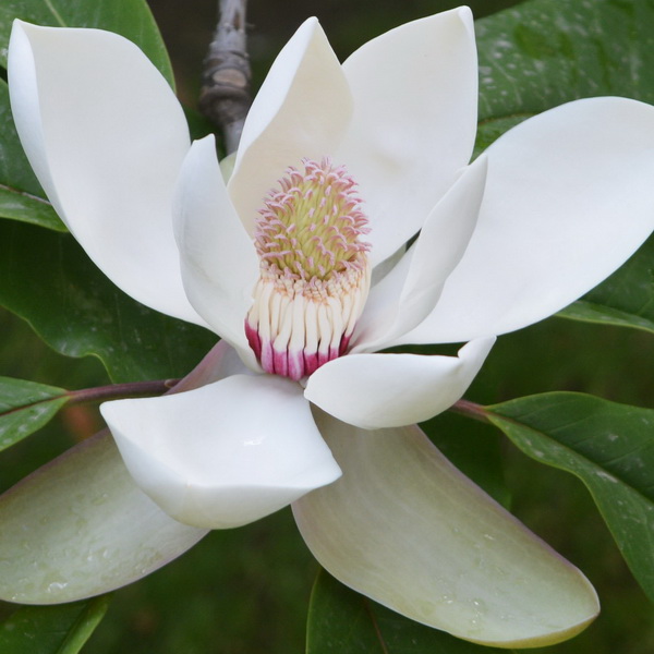 Magnolia wieseneri Charm &amp; Fragrance (2)