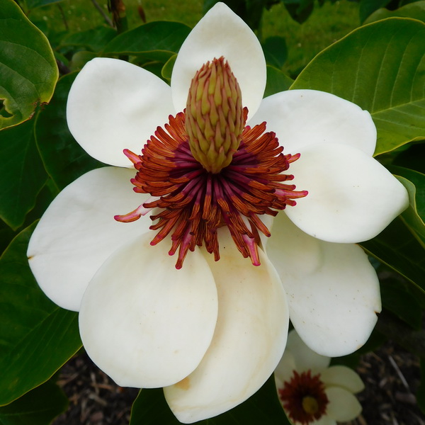 Magnolia wieseneri Charm &amp; Fragrance (1)