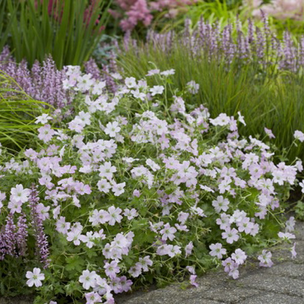 Geranium Dreamland