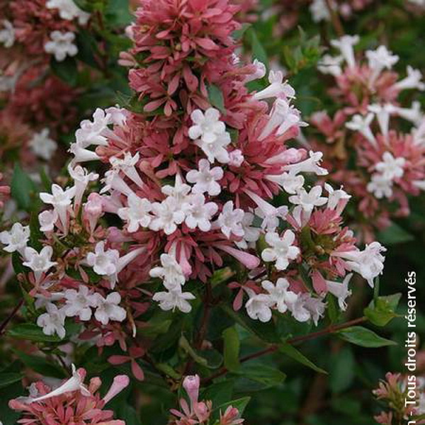 Abelia chinensis Autumn Festival