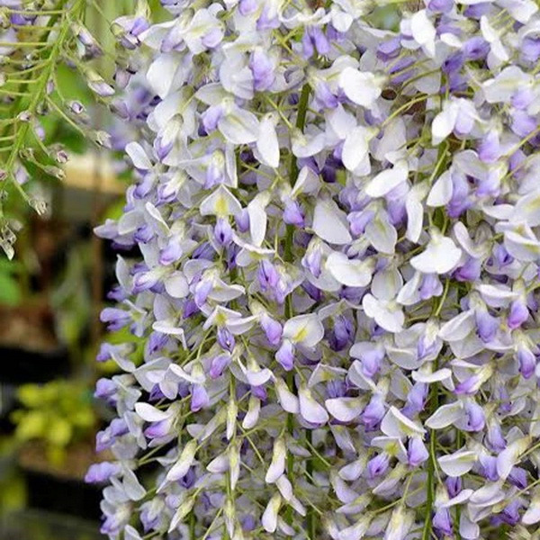 Wisteria floribunda Harlequin