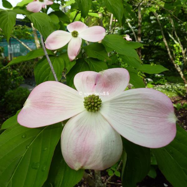 Cornus Stellar Pink (3)