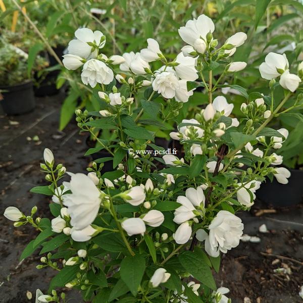 Philadelphus Little White Love  (3)