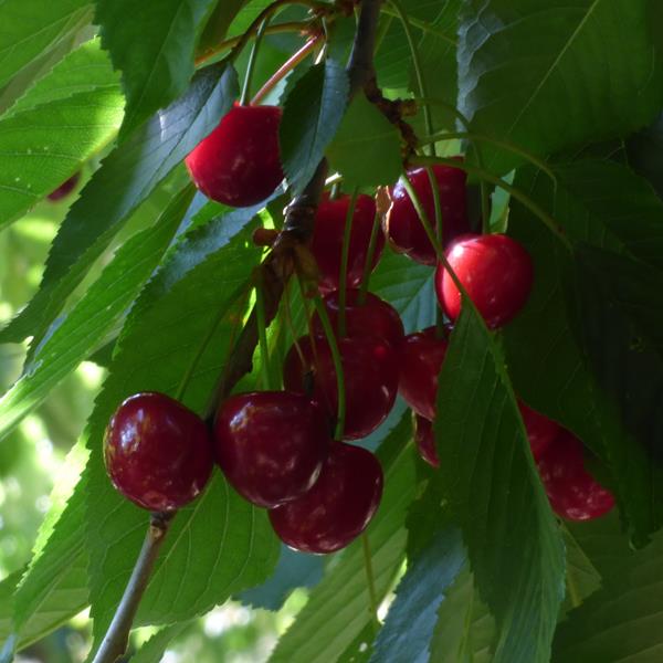 Cerise Géant dHedelfingen