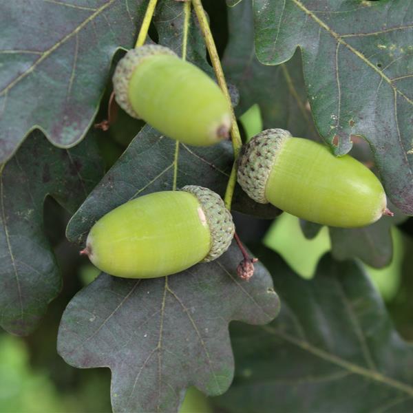 Quercus robur (1)