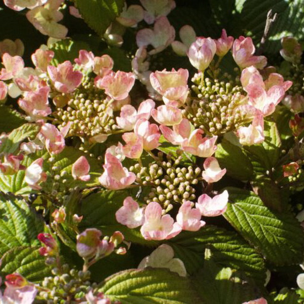 Viburnum plicatum Pinkimono