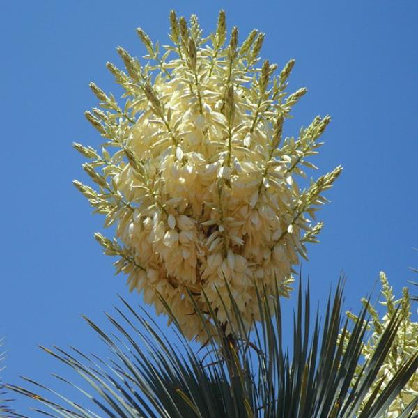 Yucca rostrata (2)