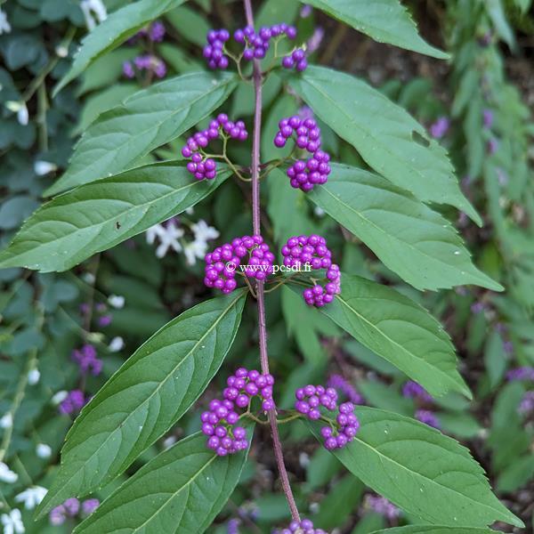 Callicarpa dichotoma Issai (1)