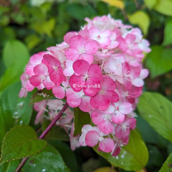 Hydrangea paniculata Framboisine (4)