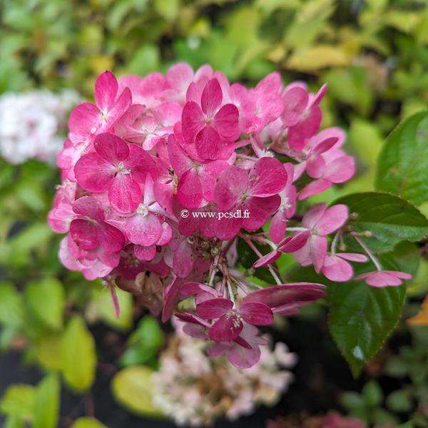 Hydrangea paniculata Framboisine (3)