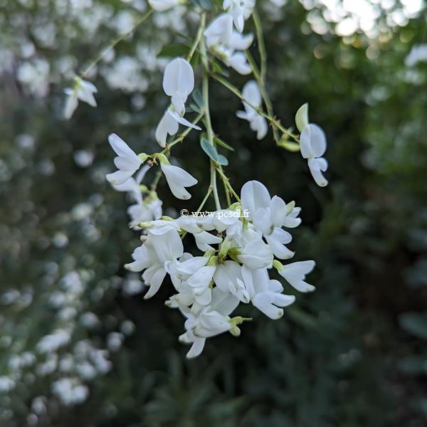 Lespedeza thunbergii Albiflora (5)