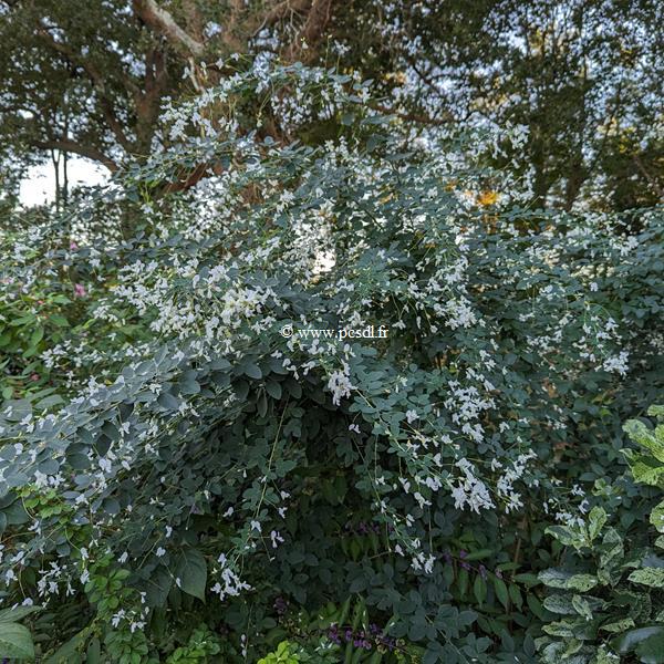 Lespedeza thunbergii Albiflora (2)