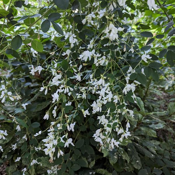 Lespedeza thunbergii Albiflora (1)