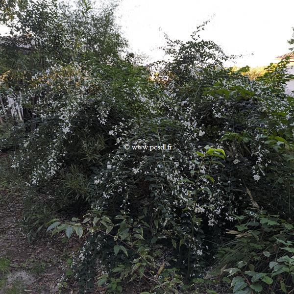 Lespedeza thunbergii Albiflora (4)
