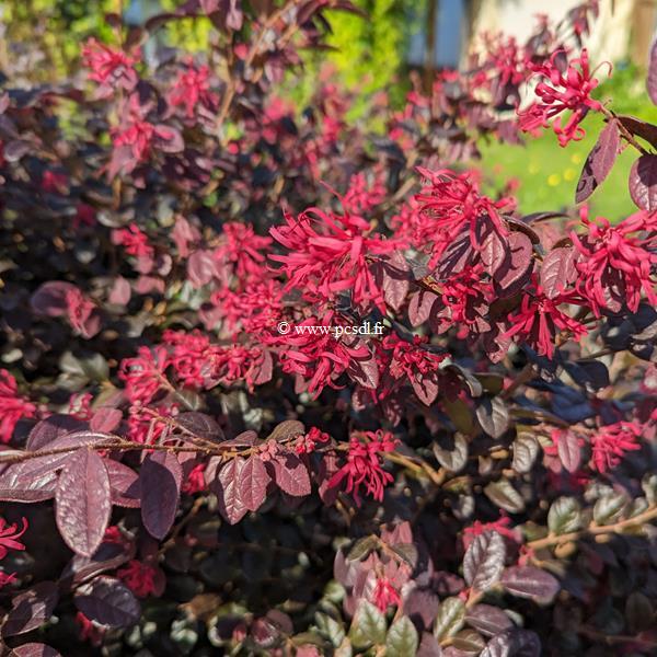 Loropetalum chinense rubrum Ever Red (1)