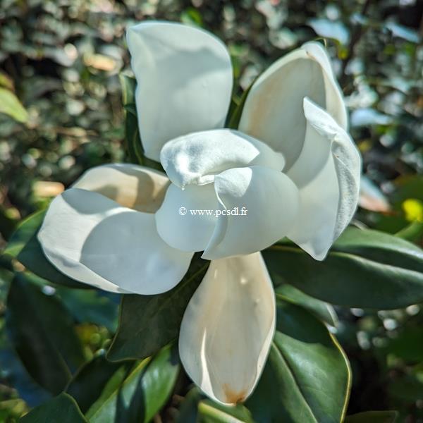 Magnolia grandiflora Little Gem