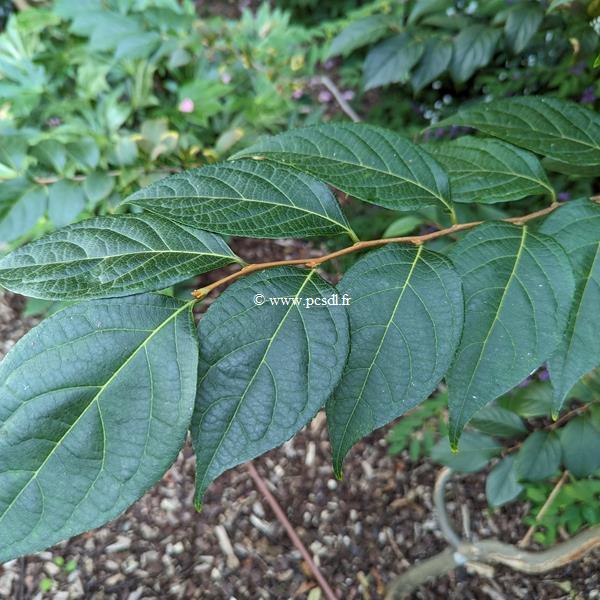 Styrax japonica Emerald Pagoda