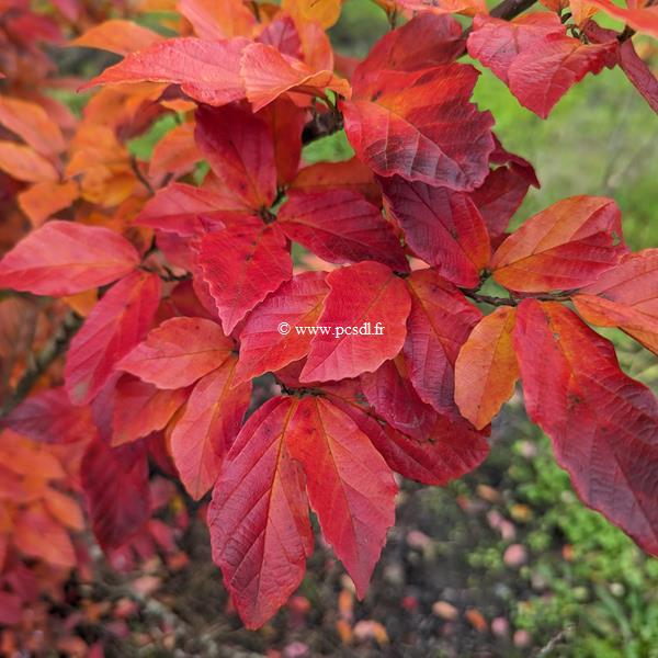 Sycoparrotia semidecidua Purple Haze (5)