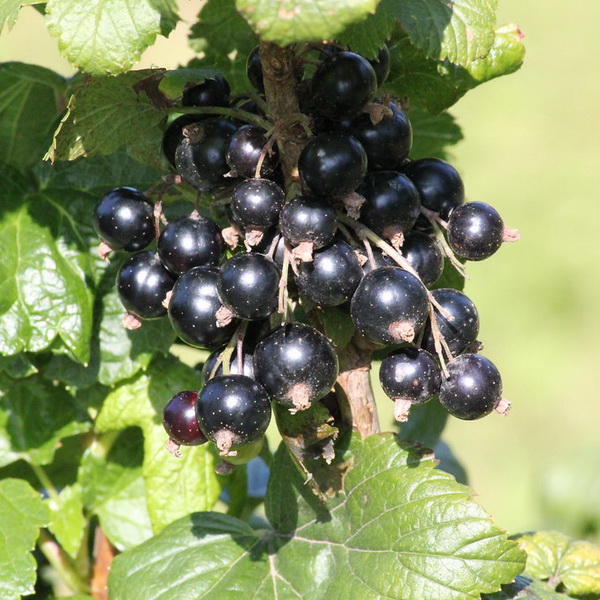 Ribes nigrum noir de bourgogne (3)