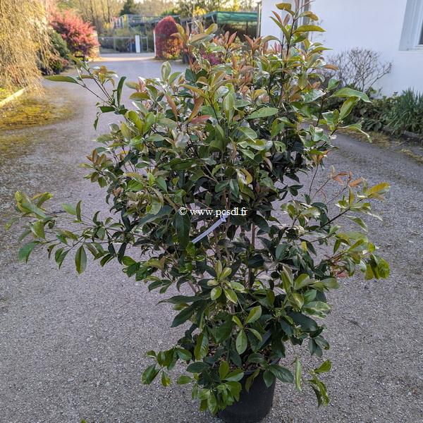 Osmanthus fragrans C20L