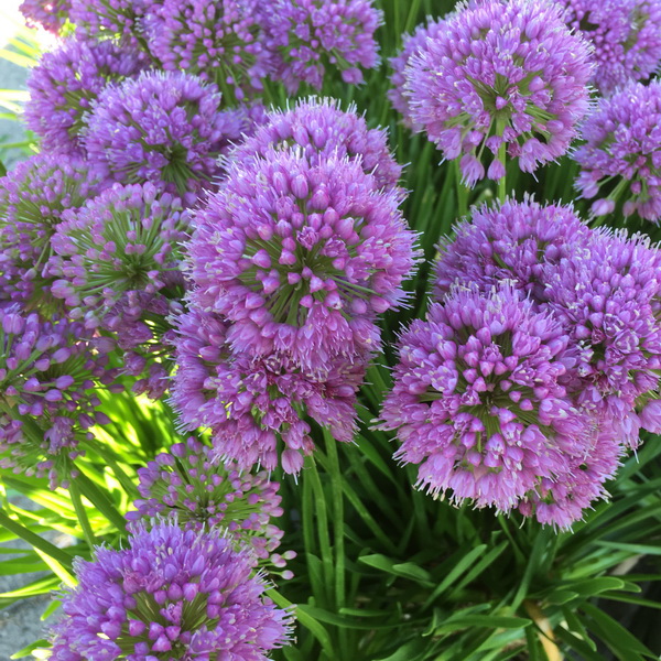 Allium Millenium (3)