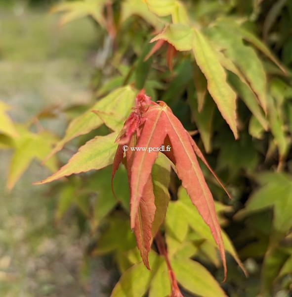 Acer oliverianum
