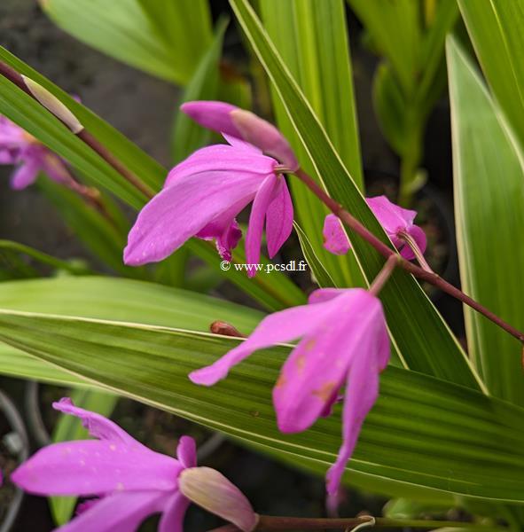 Bletilla striata Albostriata (1)
