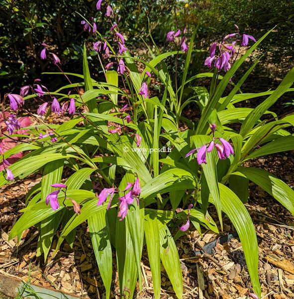 Bletilla striata