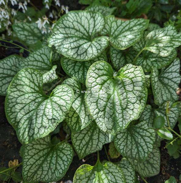 Brunnera macrophylla Jack Frost