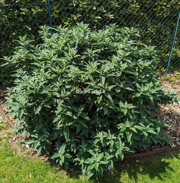 Buddleja RocketStar Indigo