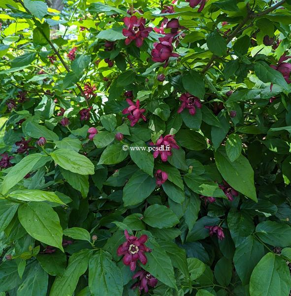 Calycanthus Aphrodite (1)