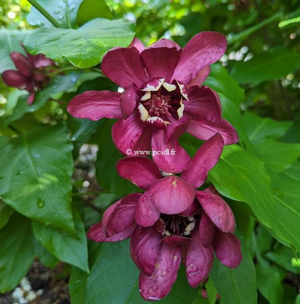 Calycanthus Aphrodite (2)