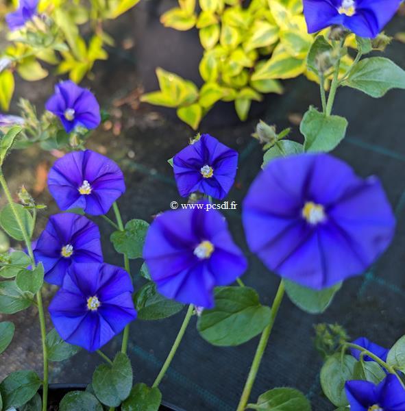 Convolvulus sabiatus Maroccan Beauty (1)