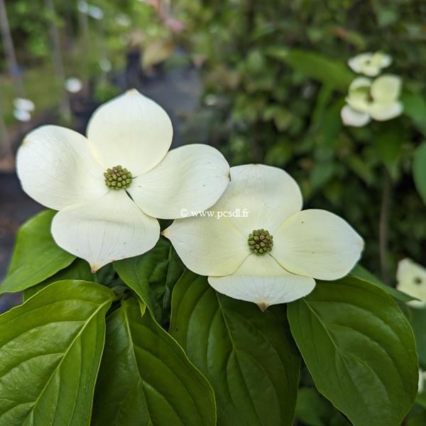 Cornus kousa Hyperion (1)