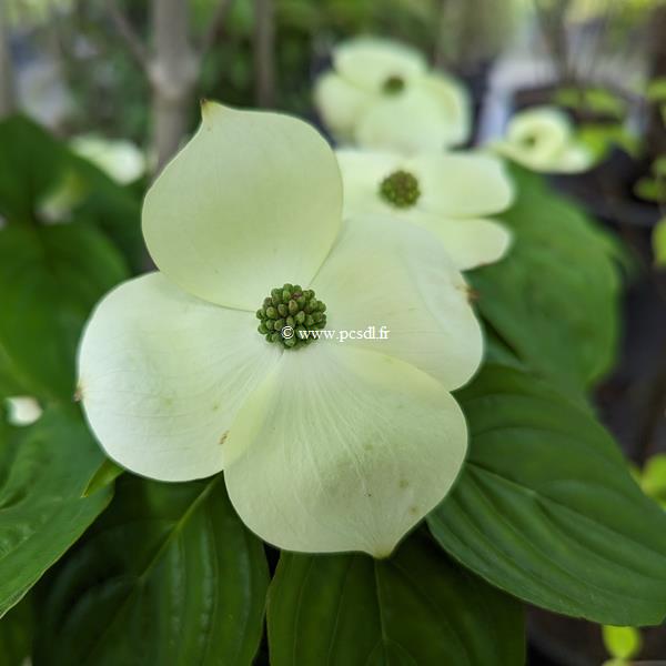 Cornus kousa Hyperion (2)