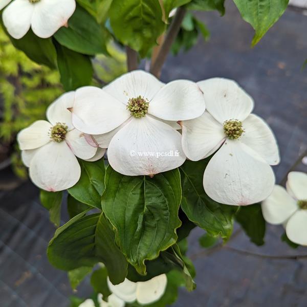 Cornus kousa Starlight (3)